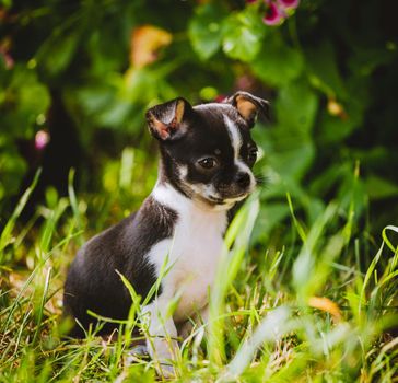 Pretty Chihuahua puppy, 2 months old on green grass