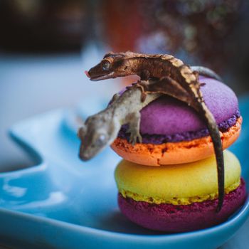 New Caledonian crested gecko, Rhacodactylus ciliatus, on macaroon desserts