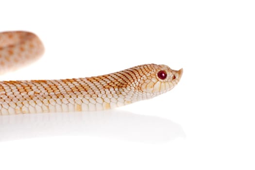 Western hog-nosed snake, Heterodon nasicus isolated on white background