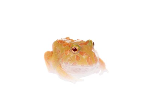 The chachoan horned frog, Ceratophrys cranwelli, isolated on white background