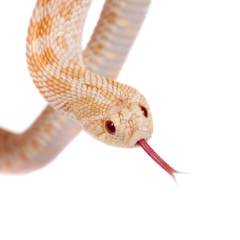 Western hog-nosed snake, Heterodon nasicus isolated on white background