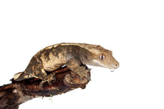 New Caledonian crested gecko, Rhacodactylus ciliatus, isolated on white