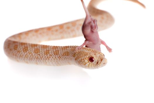 Western hog-nosed snake, Heterodon nasicus isolated on white background