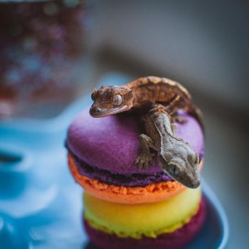 New Caledonian crested gecko, Rhacodactylus ciliatus, on macaroon desserts