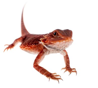 Red Bearded dragon, Pogona vitticeps, isolated on white background