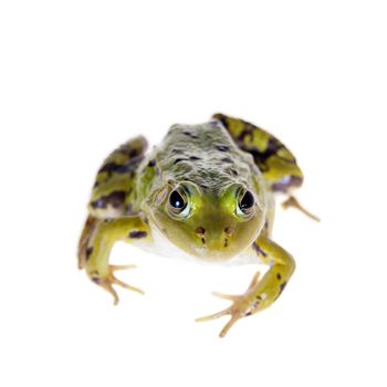 Pool frog isolated on white background, Pelophylax lessonae