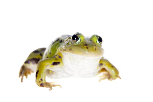 Pool frog isolated on white background, Pelophylax lessonae