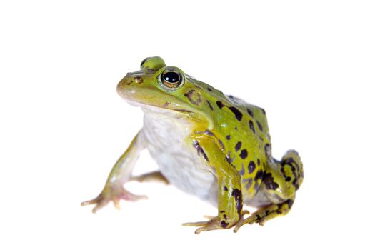 Pool frog isolated on white background, Pelophylax lessonae