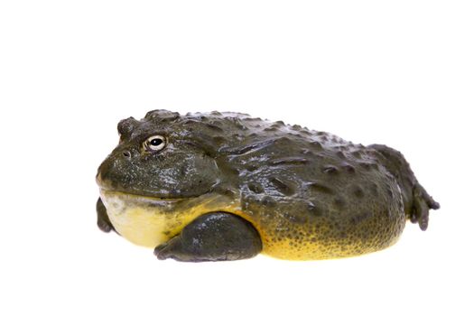 The African bullfrog, Pyxicephalus adspersus, isolated on white background