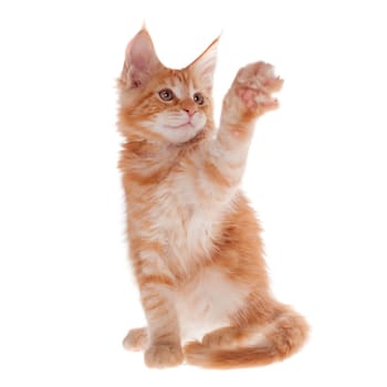 Red Maine Coon cat isolated on white background