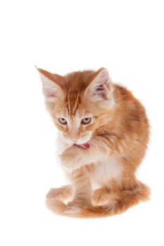 Red Maine Coon cat isolated on white background