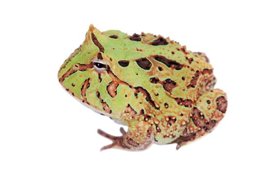 The Fantasy horned frog isolated on white background