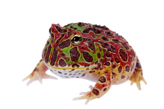 The Argentine horned froglet, Ceratophrys ornata, isolated on white background