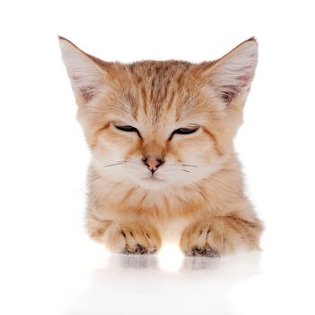 Sand cat, Felis margarita, isolated on white background