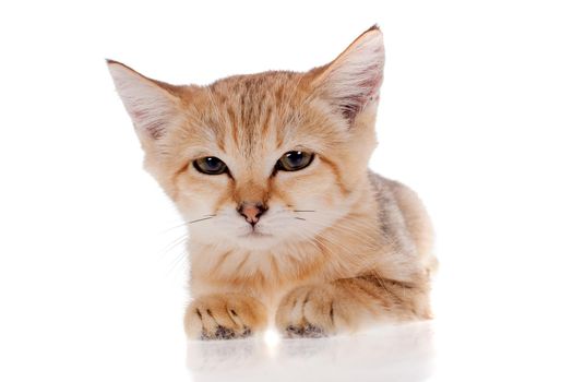 Sand cat, Felis margarita, isolated on white background