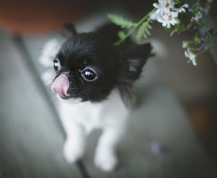 Pretty Chihuahua puppy, 2 months old with flowers