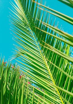 Nature, tropical backdrop and summer vacation concept - Palm tree beach background, summertime travel