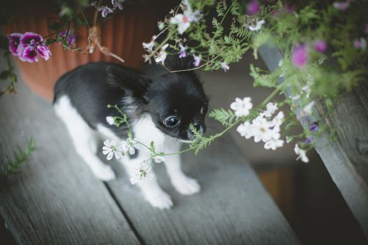 Pretty Chihuahua puppy, 2 months old with flowers