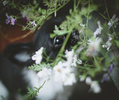 Pretty Chihuahua puppy, 2 months old with flowers