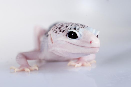 Tangerine Tremper Leopard Gecko on a white background