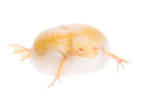 Albino african clawed frog or Xenopus laevis frog isolated on white background