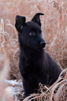 3 month old east-european shepherd dog in the field