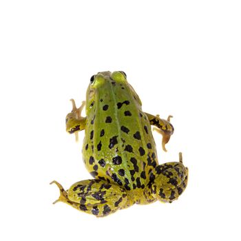 Pool frog isolated on white background, Pelophylax lessonae