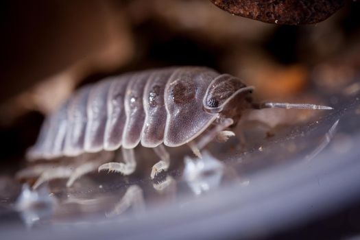 A gray woodlouse, Cubaris murina, photohraphed in captivity