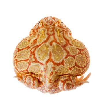 The chachoan horned frog, Ceratophrys cranwelli, isolated on white background