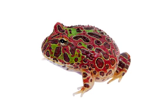 The Argentine horned froglet, Ceratophrys ornata, isolated on white background