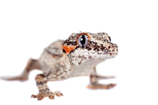 The gargoyle or New Caledonian bumpy gecko, Rhacodactylus auriculatus isolated on white