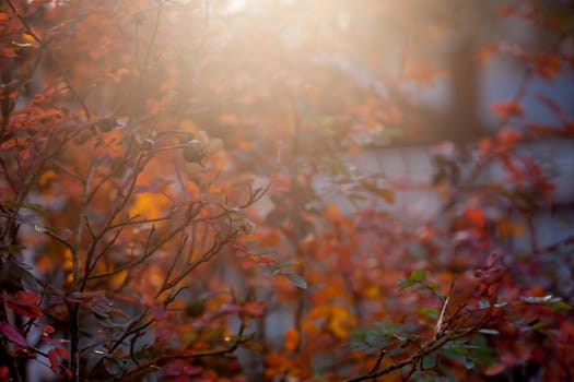 Beautiful dog rose or Rosa canina in sunrise light