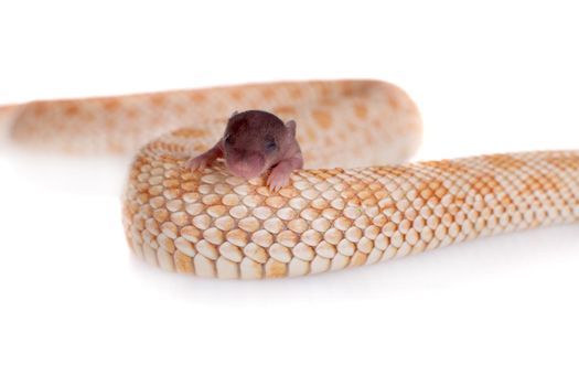 Western hog-nosed snake, Heterodon nasicus isolated on white background