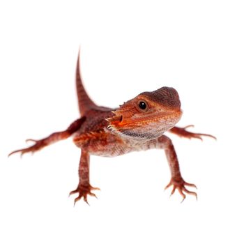 Red Bearded dragon, Pogona vitticeps, isolated on white background