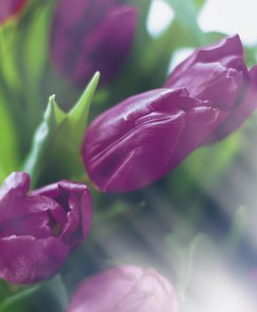 Purple tulip bouquet - floral, spring holidays and birthday gift concept