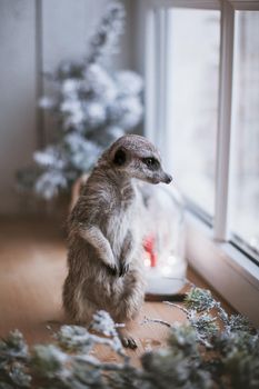 The meerkat or suricate, Suricata suricatta, in front of window