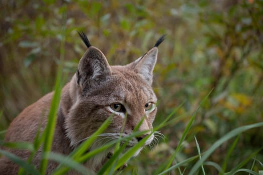 Beautiful Eurasian bobcat, lynx lynx, in summer field