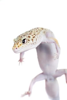 Tangerine Tremper Leopard Gecko on a white background