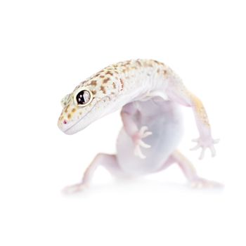 Tangerine Tremper Leopard Gecko on a white background