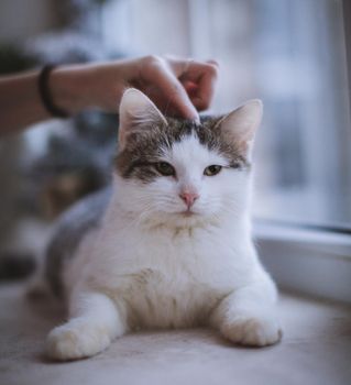 Pretty mixed breed gray cat in christmas or new year's decorations