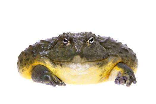 The African bullfrog, Pyxicephalus adspersus, isolated on white background