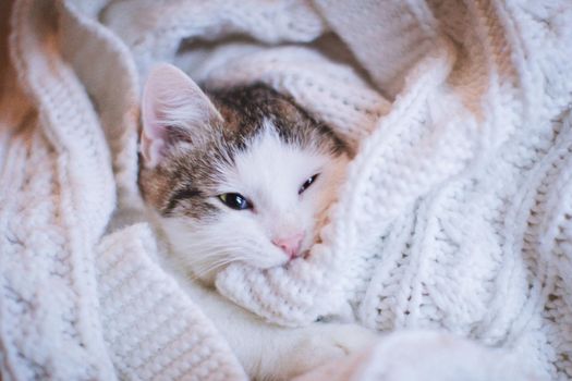 Pretty mixed breed gray cat in christmas or new year's decorations