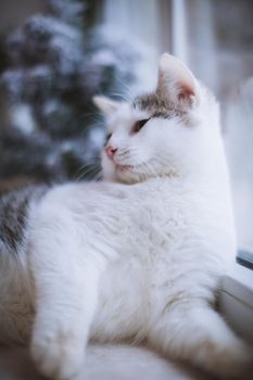 Pretty mixed breed gray cat in christmas or new year's decorations