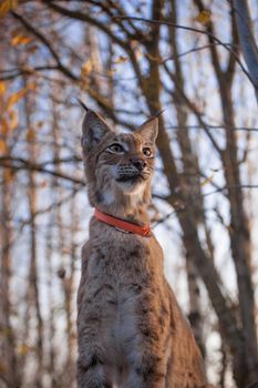 Beautiful Eurasian bobcat, lynx lynx, in autumn forest