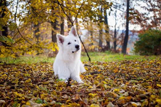 Amazing white swiss shepherd dog in autumn park