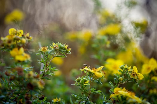 Beautiful bush with yellow flowers in october garden