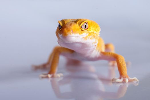 Tangerine Tremper Leopard Gecko on a white background