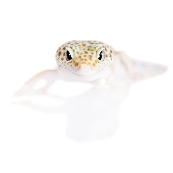 Tangerine Tremper Leopard Gecko on a white background