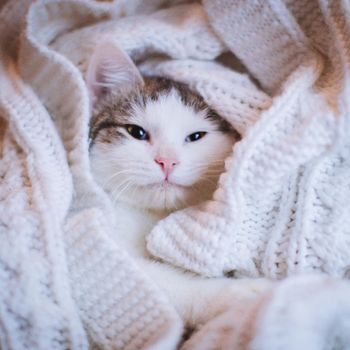 Pretty mixed breed gray cat in christmas or new year's decorations