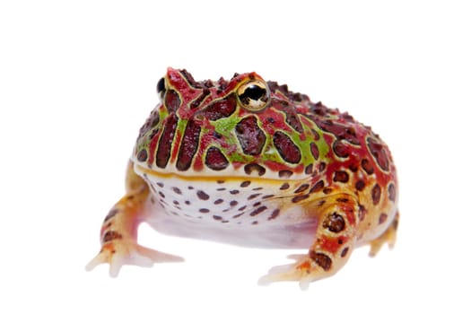 The Argentine horned froglet, Ceratophrys ornata, isolated on white background